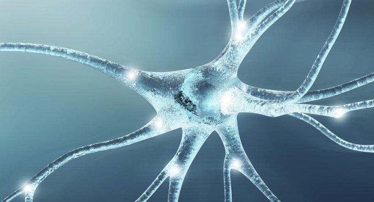 Quelle est la fonction des cellules nerveuses ?