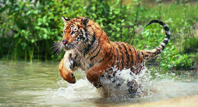 Les tigres vivent-ils dans la jungle ?