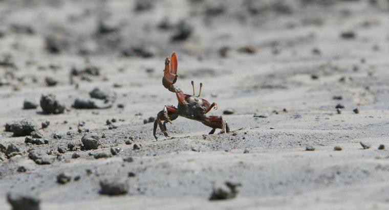 Comment les crabes s'accouplent-ils ?