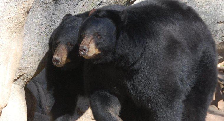 A quoi ressemblent les ours noirs ?