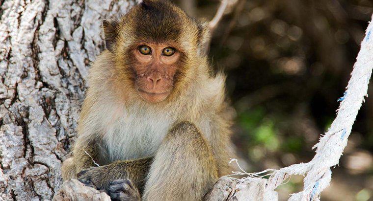 Qu'est-ce qu'une description physique d'un singe ?