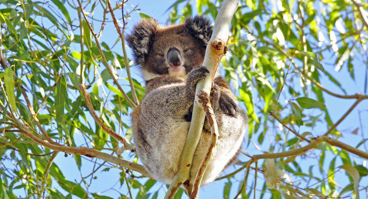 Comment les koalas se protègent-ils ?