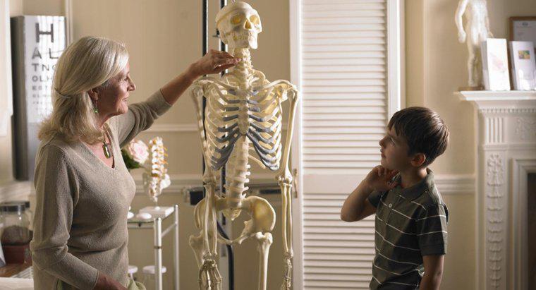 Quels sont les quatre types d'os dans le corps humain?