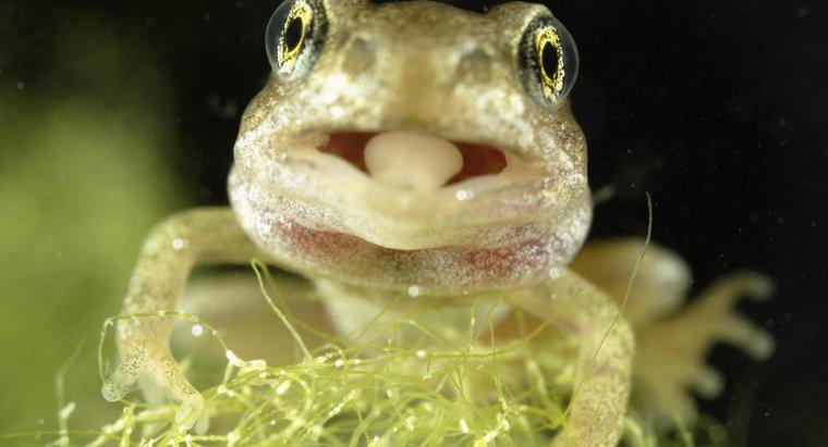 Comment la langue de la grenouille est-elle attachée ?