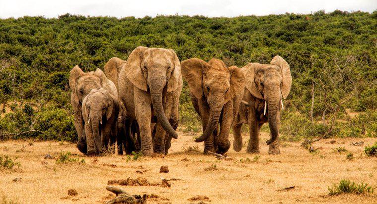 Comment appelle-t-on un troupeau d'éléphants ?