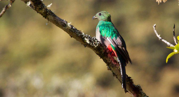 Qu'est-ce que l'oiseau national du Guatemala?