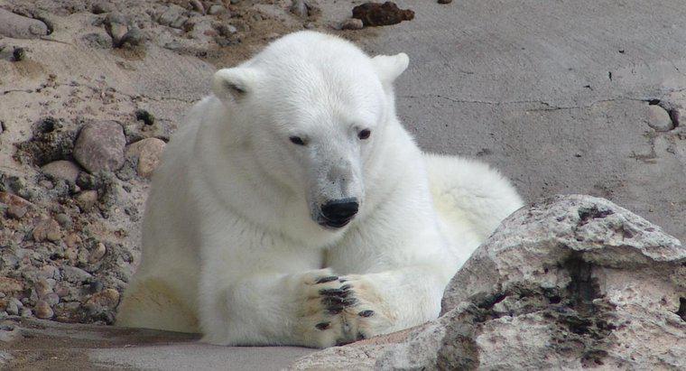 Combien d'ours polaires reste-t-il dans le monde ?