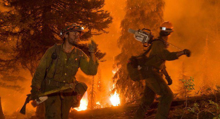 Comment les incendies de forêt affectent-ils l'environnement?