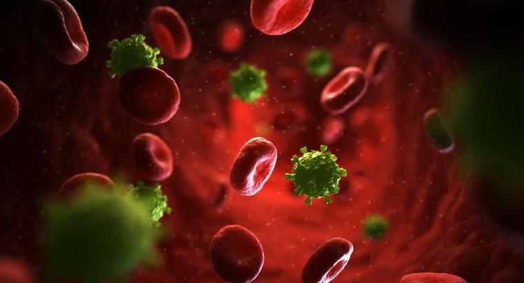 Qu'est-ce qu'une éruption maculopapuleuse du VIH?