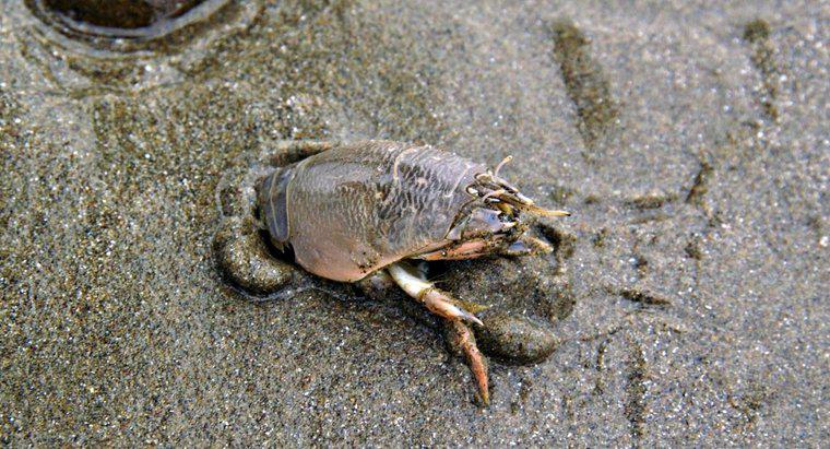 Les crabes des sables sont-ils comestibles ?