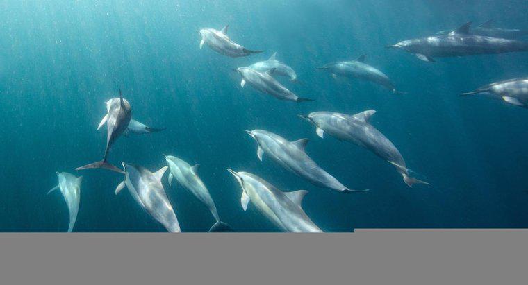 Combien de temps les dauphins peuvent-ils rester sous l'eau ?