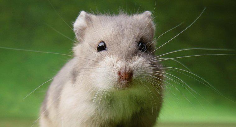 Les hamsters peuvent-ils manger du raisin ?