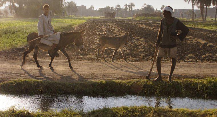 Pourquoi la vallée du Nil était-elle bonne pour l'agriculture ?