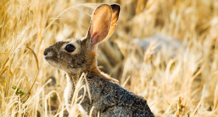Jusqu'où l'oreille d'un lapin peut-elle entendre ?