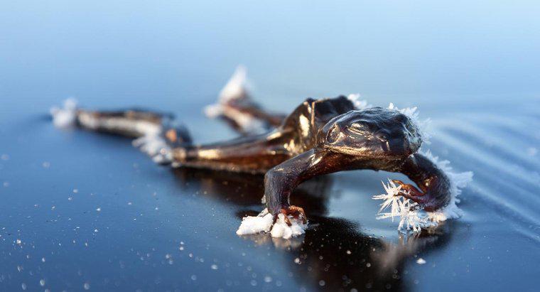 Qu'arrive-t-il aux grenouilles en hiver ?