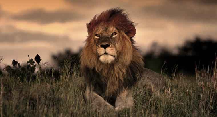 Combien de temps les lions vivent-ils dans la nature ?