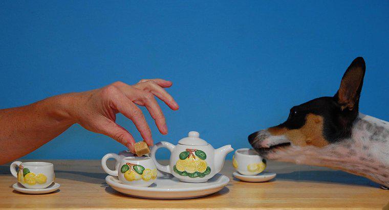 Le thé est-il toxique pour les chiens ?