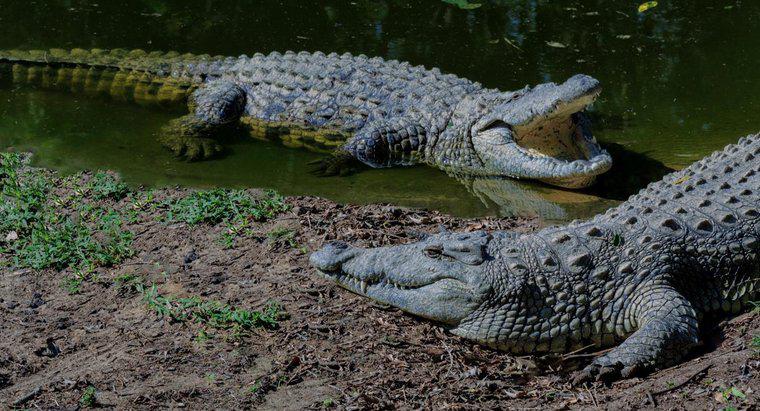 Quelles sont les différentes espèces de crocodiles ?