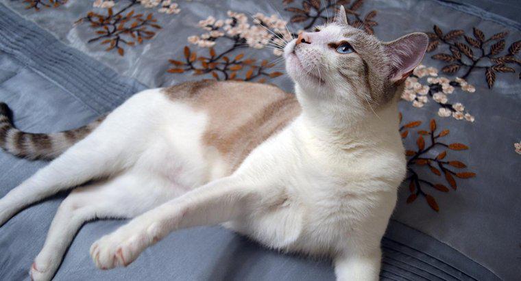 Les chats siamois mixtes sont-ils de bons animaux de compagnie ?