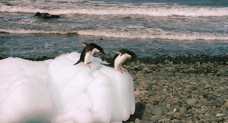 Les pingouins migrent-ils ?