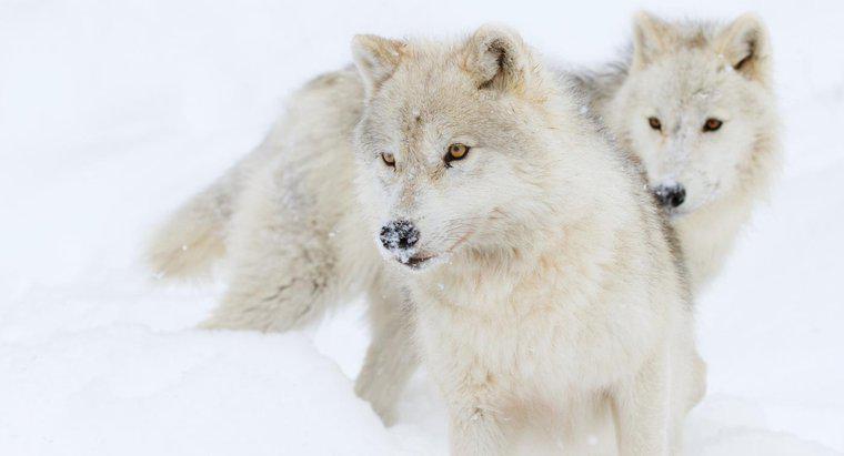 Que mangent les loups arctiques ?
