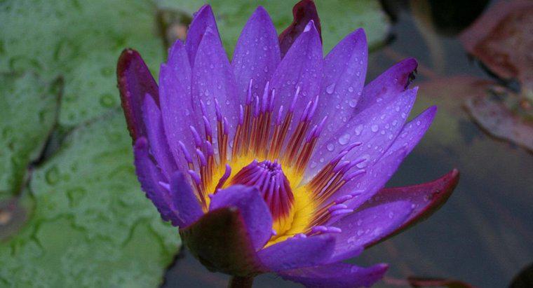 Qu'est-ce qu'une fleur de lotus noir ?