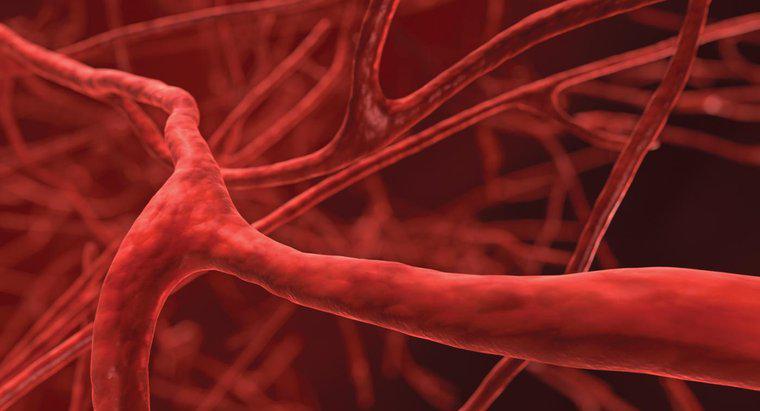 Quel est le plus petit vaisseau sanguin du corps ?