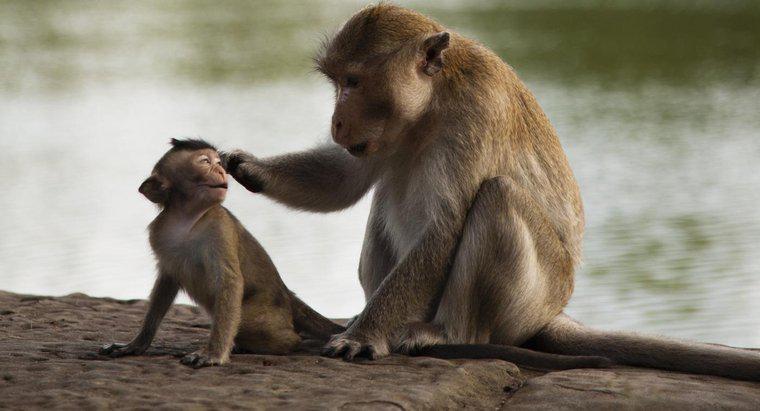 Quelle est la classification scientifique d'un singe ?