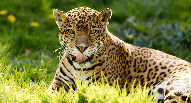 Que mangent les jaguars ?