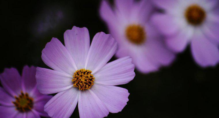 Quels sont les faits sur les fleurs de cosmos ?