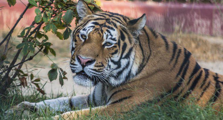 Quels sont les avantages et les inconvénients des tigres ?