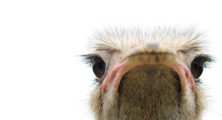 Quels yeux d'oiseau sont plus gros que son cerveau ?