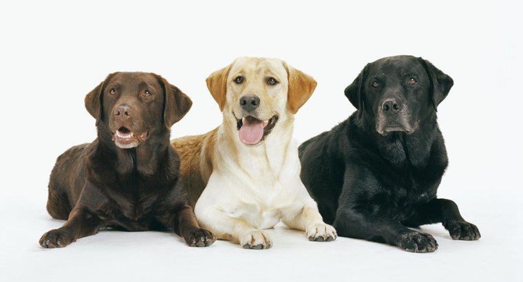 Quels sont les différents types de Labrador Retrievers ?