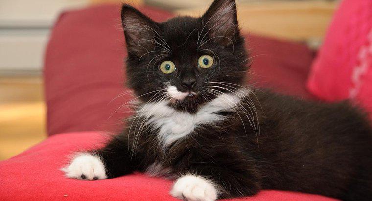 Est-il normal que les chats perdent leurs moustaches ?