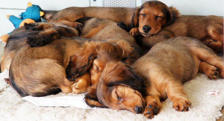 Combien de chiens un ménage peut-il posséder ?