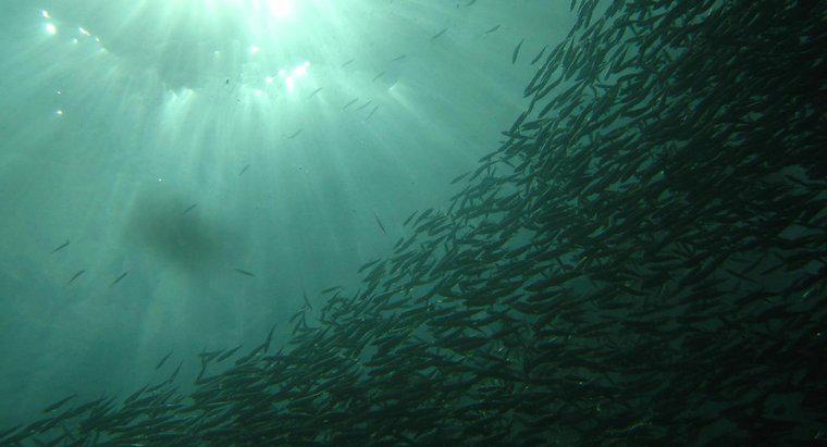 Quelle est la différence entre les anchois et les sardines ?