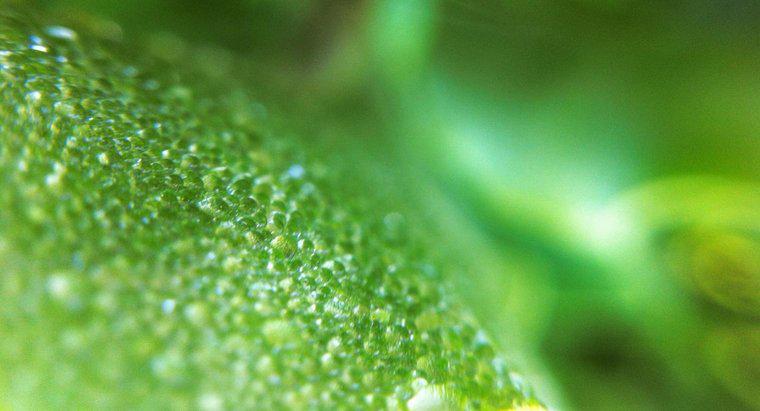 Que fait le chloroplaste dans une cellule végétale?