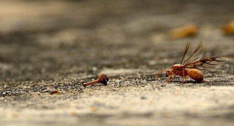 Les fourmis volantes mordent-elles ?
