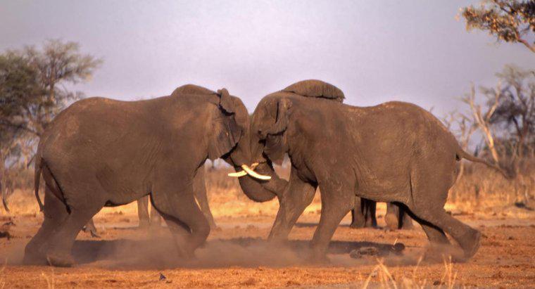 Comment les éléphants se protègent-ils ?
