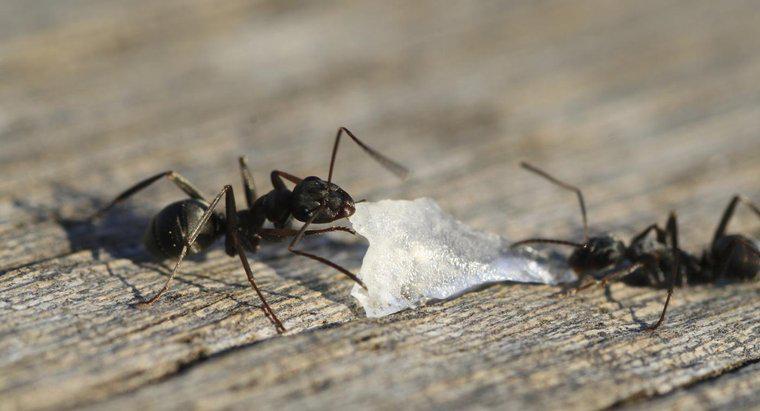 Comment faire sortir les fourmis noires de chez soi ?