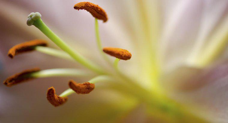Quelle partie d'une fleur produit du pollen ?