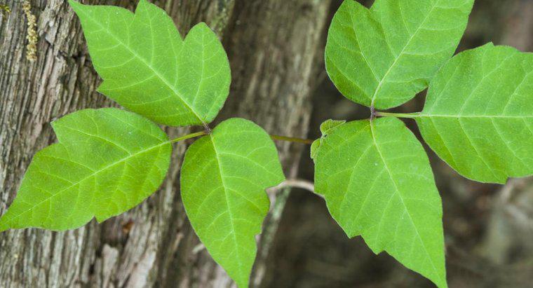 Quelle est la différence entre Poison Oak et Poison Ivy?