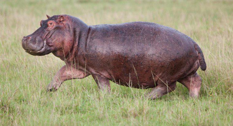 Qu'est-ce qu'un hippopotame de dessin animé?