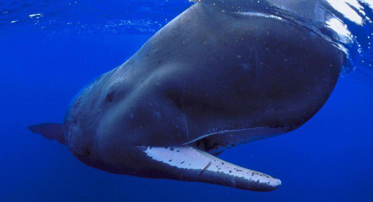 Les baleines ont-elles des poils ?