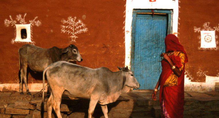 Les hindous peuvent-ils boire du lait de vache ?