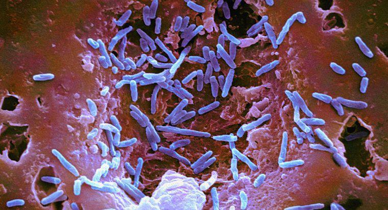Quelles sont les caractéristiques générales des bactéries ?