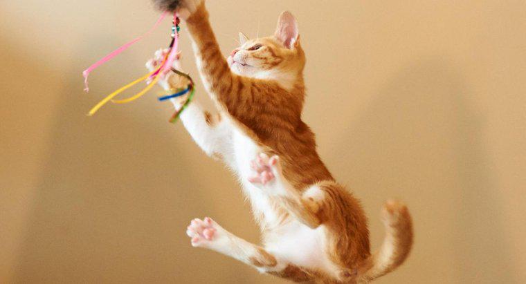 À quelle hauteur un chat peut-il sauter ?