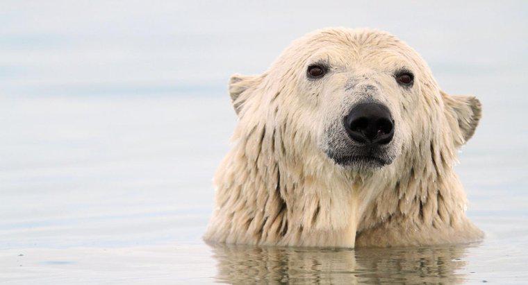 Comment les ours polaires s'adaptent-ils pour survivre ?