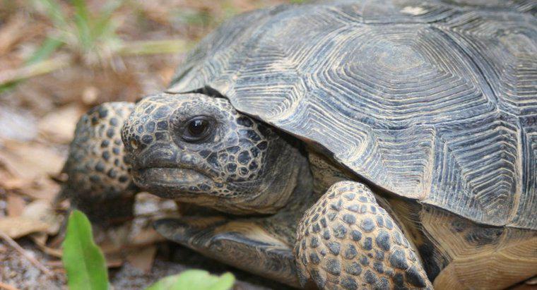 Que mangent les tortues terrestres ?