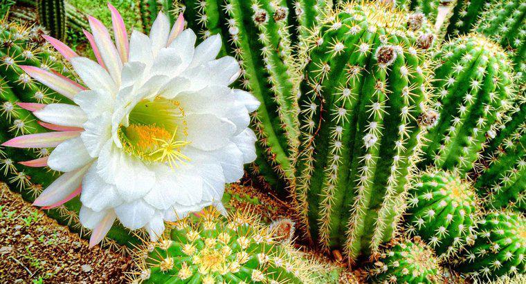 Quels sont les différents types de plantes de cactus à fleurs?